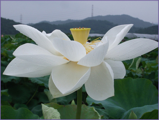 항다반사 이미지