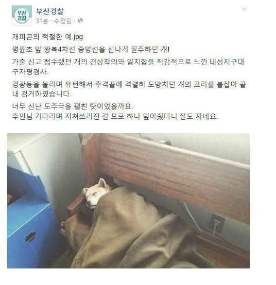 가출 신고 접수됐던 개를 대하는 부산경찰의 태도 | 인스티즈