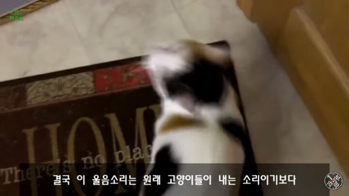 고양이가 "야옹~"하고 우는 이유는?? | 인스티즈