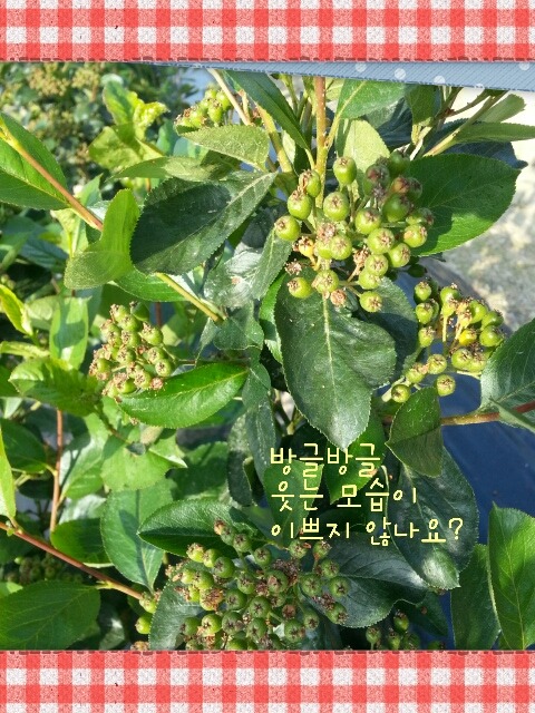 초코베리 이미지