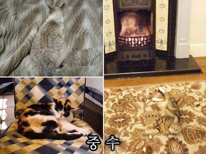 고양이 은신술 레벨 | 인스티즈
