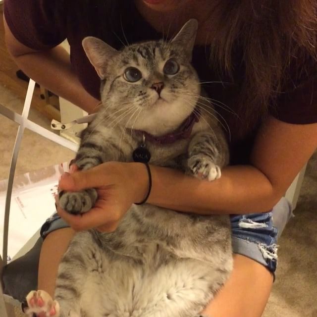 인스타 최고의 귀염둥이 냥냥이 nala | 인스티즈