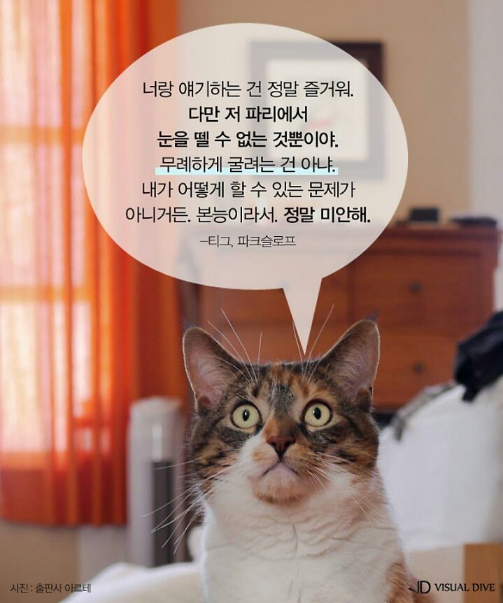 고양이를 인터뷰 한다면 | 인스티즈