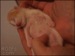 고장난 고양이 모음.gif(데이터주의) | 인스티즈