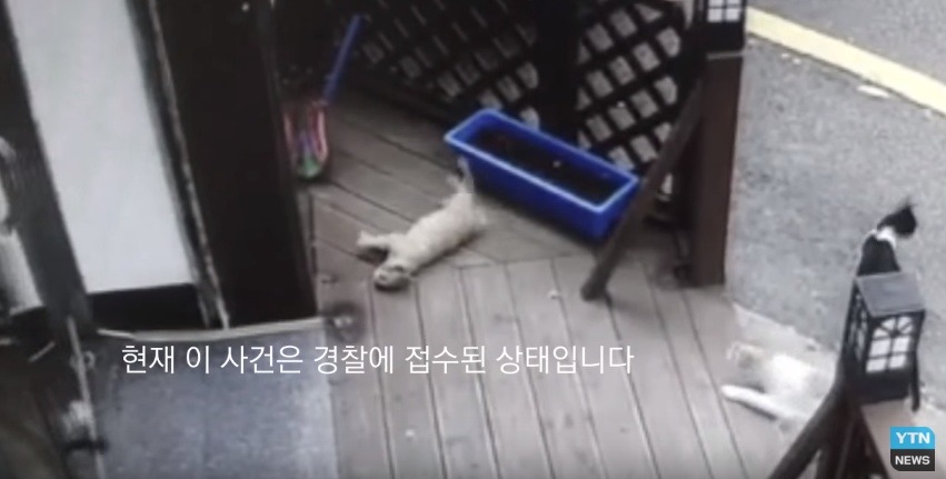 혐오,분노주의)고양이 잔혹하게 내던져 죽이고는 '웃으며 도망쳤다' | 인스티즈