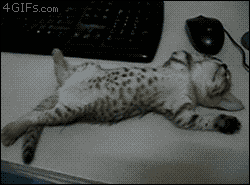 고양이 쥬금.gif | 인스티즈