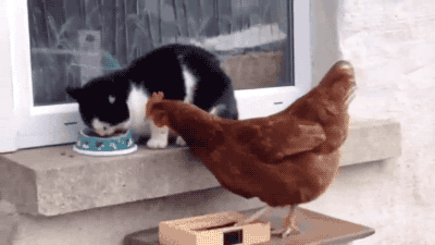 꺼지라냥.gif | 인스티즈