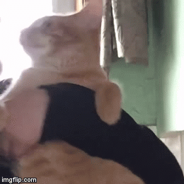 나만 없어 고양이 나만... | 인스티즈