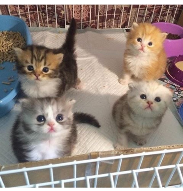 냥이 4마리 | 인스티즈