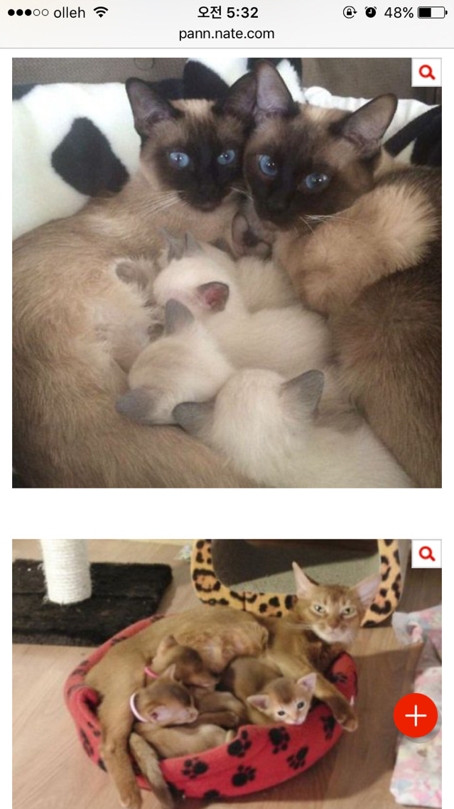엄빠가 된 게 뿌듯한 고양이들 | 인스티즈