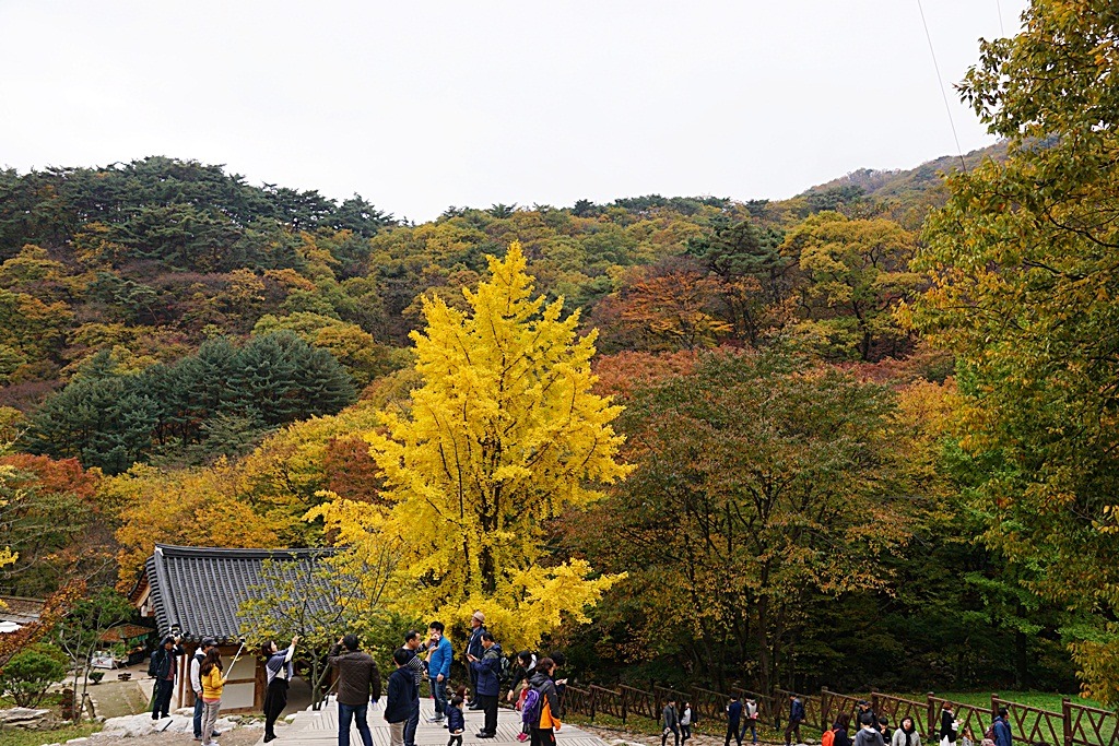 용문산 이미지