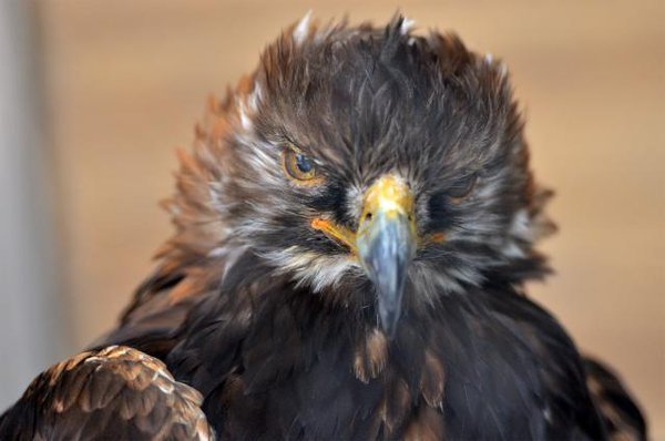 45세 독수리.jpg | 인스티즈