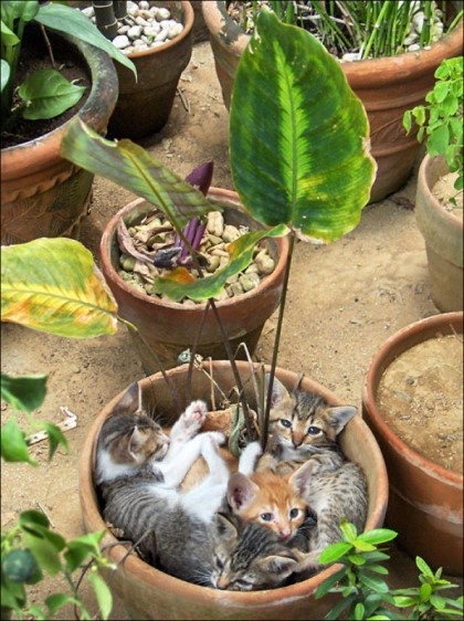 화분좋아하는 고양이들 | 인스티즈