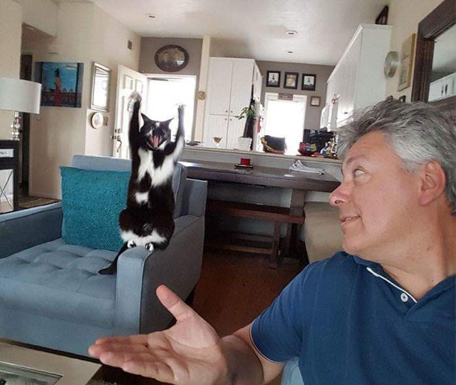 카메라를 의식하는 냥이 | 인스티즈