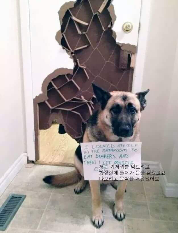 반려동물들이 한 잘못들 | 인스티즈