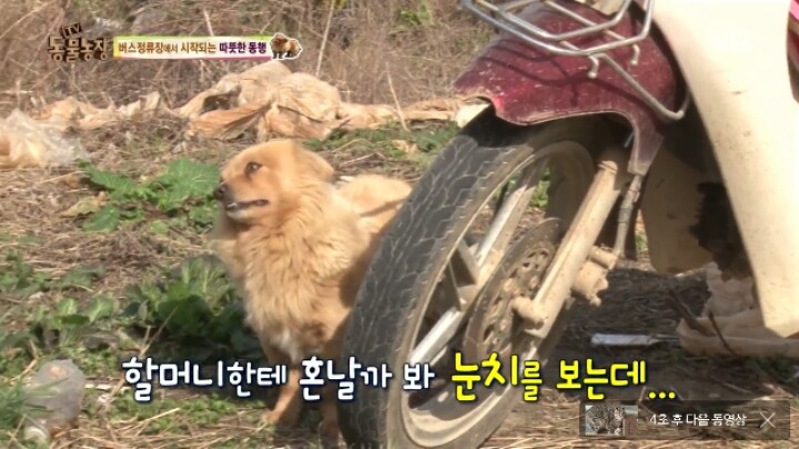 [동물농장] 할머니와 발바리의 따뜻한 우정 | 인스티즈