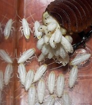 바퀴벌레 한마리가 집에 들오면 큰일 나는 이유.jpg (혐오주의) | 인스티즈