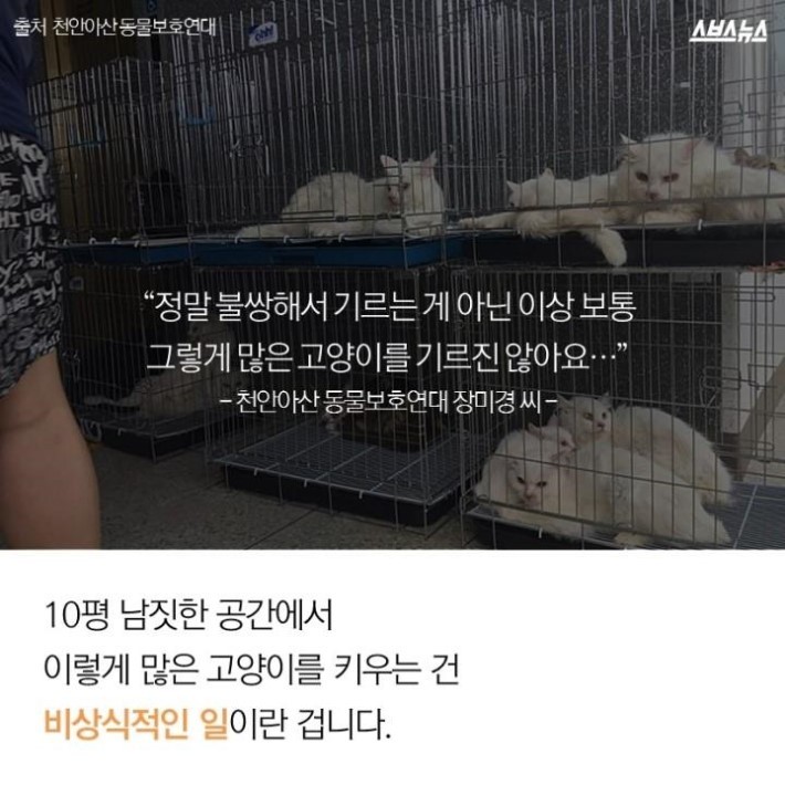 버려진 고양이 40마리 | 인스티즈
