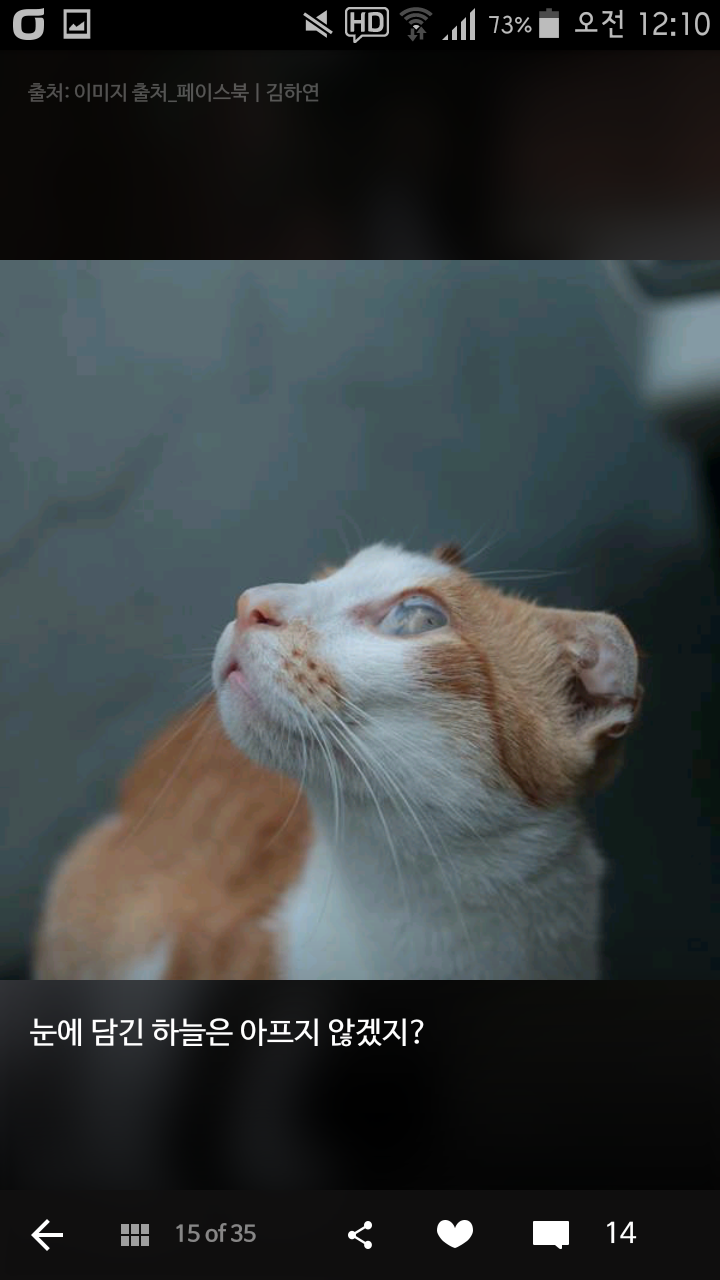 비가오나 눈이오나 길냥이 사진을 찍는 작가 | 인스티즈