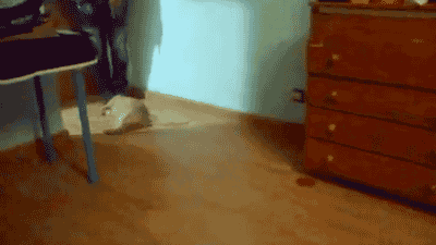 나른함과 귀찮음을 보여주는 고양이들 .gif | 인스티즈