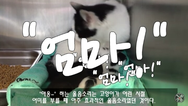 고양이가 "야옹~"하고 우는 이유는?? | 인스티즈