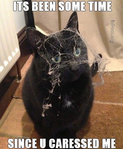 상상 속의 고양이 vs 실제 고양이 | 인스티즈