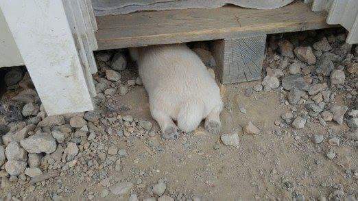 동물들 엉덩이짤 모음 (귀여움주의) | 인스티즈