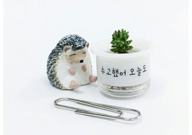 애완선인장 이미지