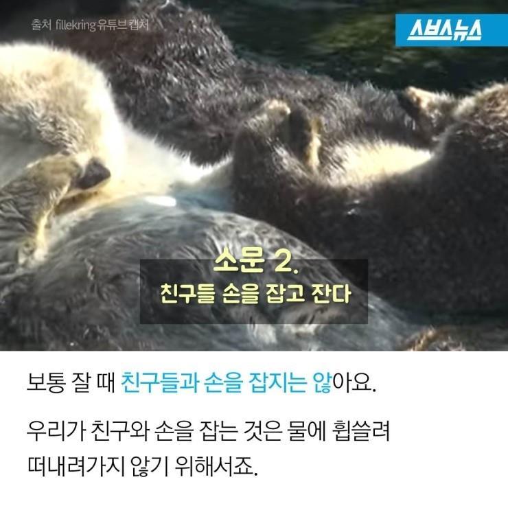 해달 이미지