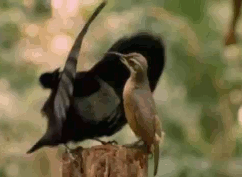 구애의 춤.gif | 인스티즈