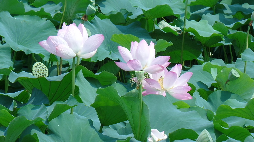 데이트 코스로 유명한 전주 덕진공원 예쁜 연꽃 풍경 | 인스티즈