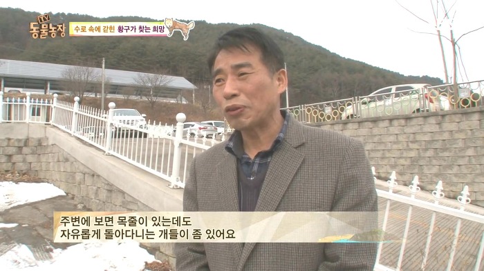 [동물농장] 수로 속에 갇힌 황구가 찾는 희망.JPG (감동주의) | 인스티즈