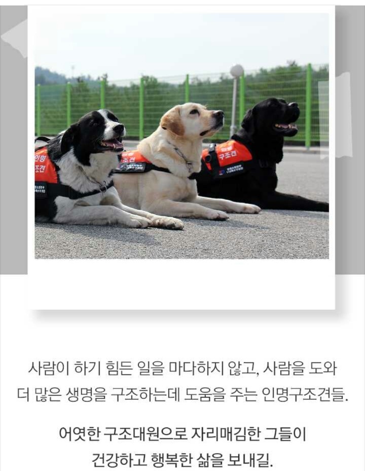 사람들 구조하는 인명구조견 삼총사 | 인스티즈