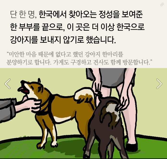 더 이상 한국에 시바견을 분양하지 않으려 합니다.jpg | 인스티즈