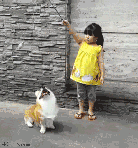 영악한 웰시코기 .GIF | 인스티즈