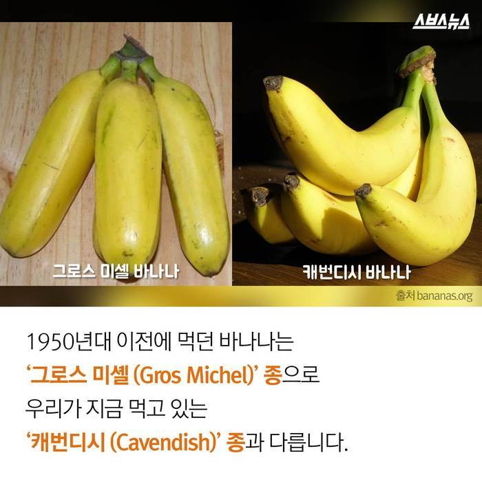  바나나 괴담의 진실 | 인스티즈