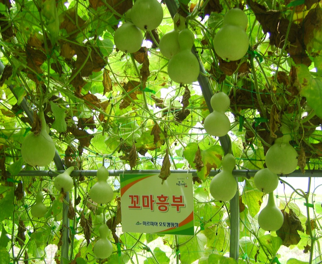 미르피아 이미지