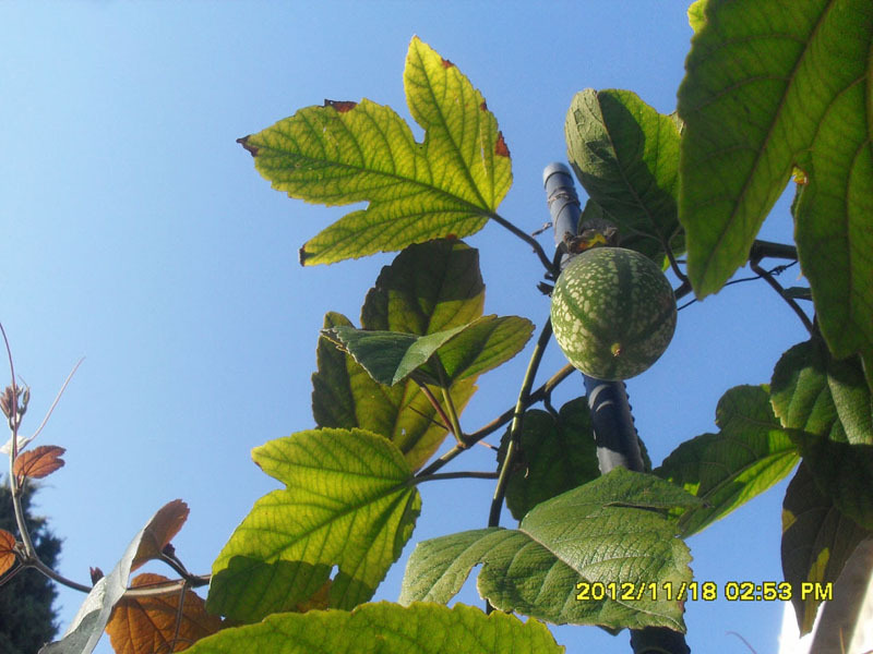 수정열매 이미지