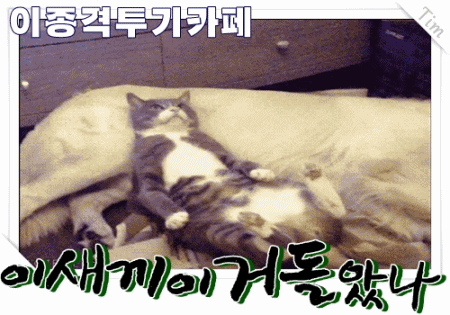 아기 호랑이 삼남매와 미녀사육사 | 인스티즈