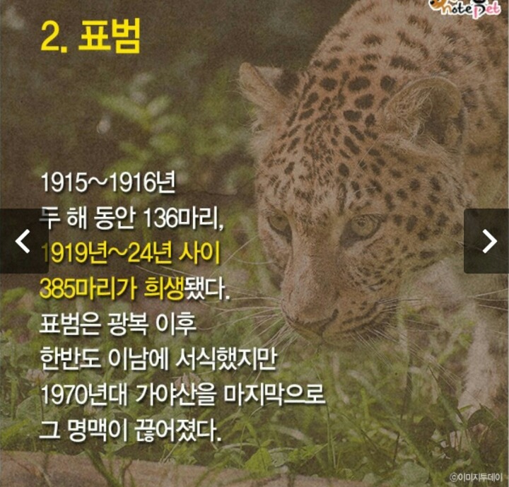 일제강점기 한반도에서 사라진 동물들.jpg | 인스티즈