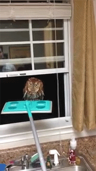 집에 부엉이 들어옴.gif | 인스티즈