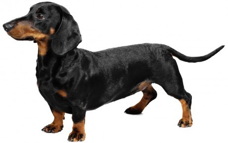 닥스훈트(DACHS HUND) 이미지