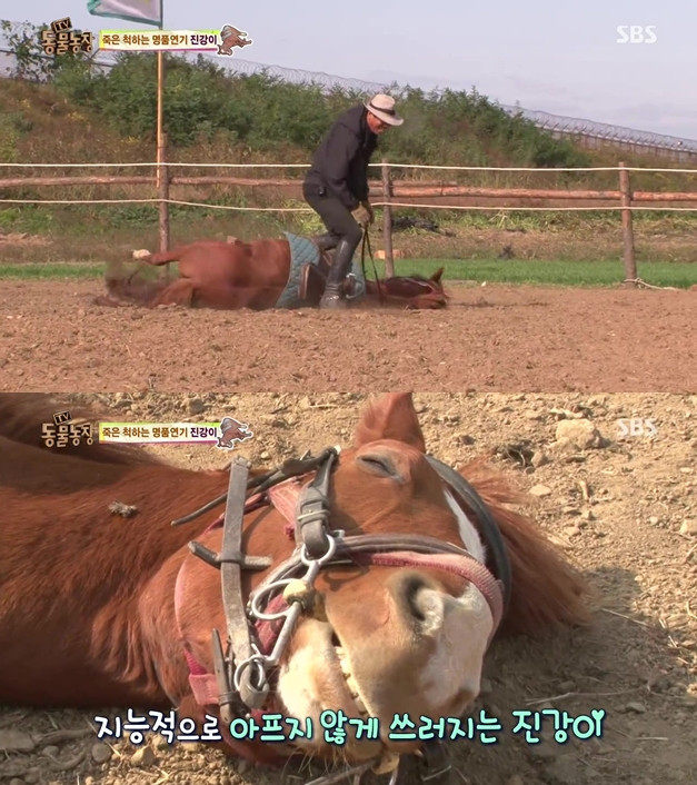 헐리우드 이미지