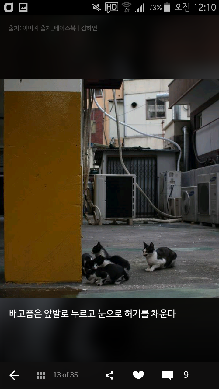 비가오나 눈이오나 길냥이 사진을 찍는 작가 | 인스티즈