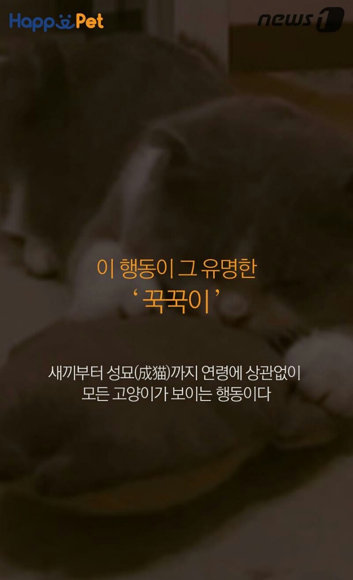 꾹꾹이라 하면 당연히 고냥이부르는거지! | 인스티즈