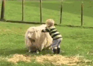 짱덕터지는 동물들.gif | 인스티즈