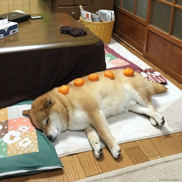 한번쯤 키워보고 싶게 만드는 시바견의 모습 | 인스티즈