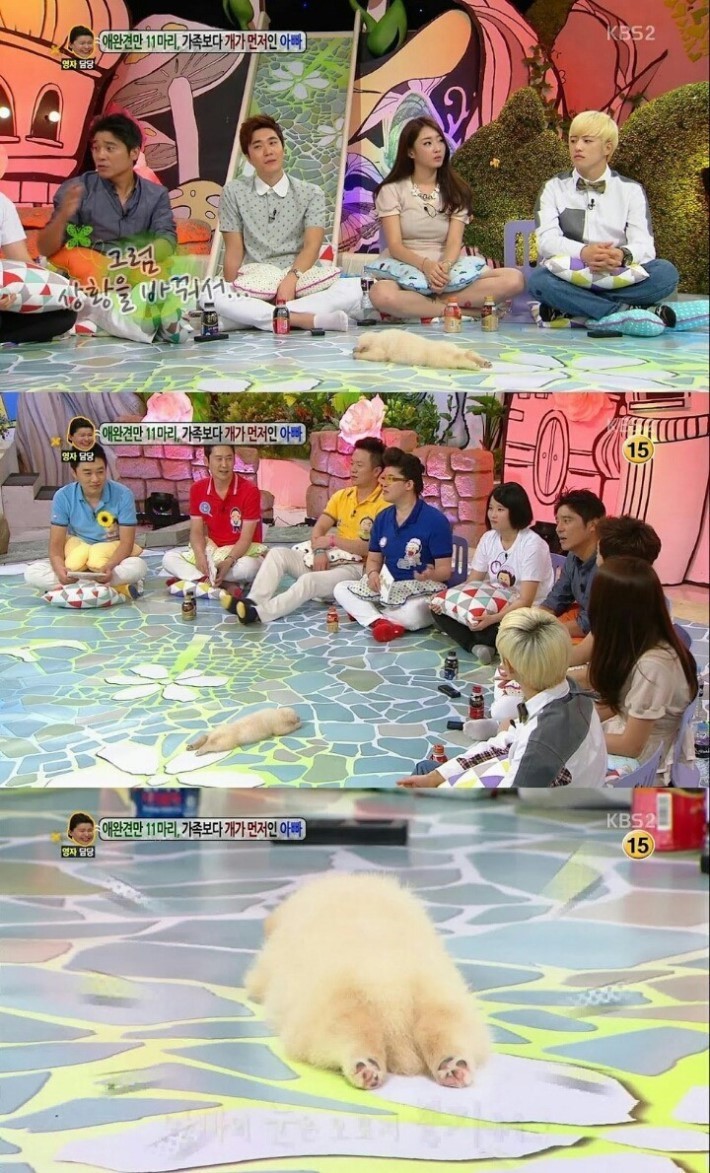 방송 중에 잠든 강아지.jpg | 인스티즈
