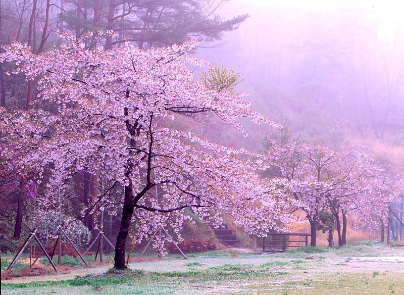 메이플스토리 마을과 비슷한 장소 사진 모아봤음(&추억주의) | 인스티즈