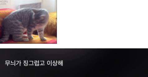 고양이 모시는 사람이 들으면 상처받는 말들.jpg | 인스티즈